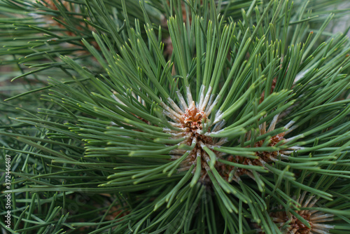 fluffy fresh pine branch with fresh green needles