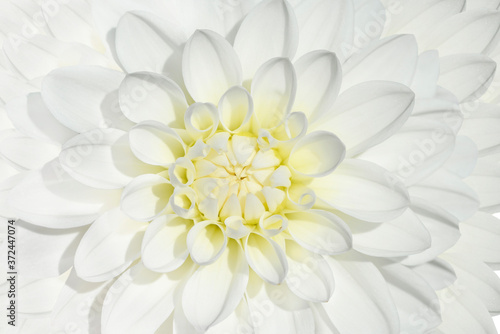 white dahlia flower close up