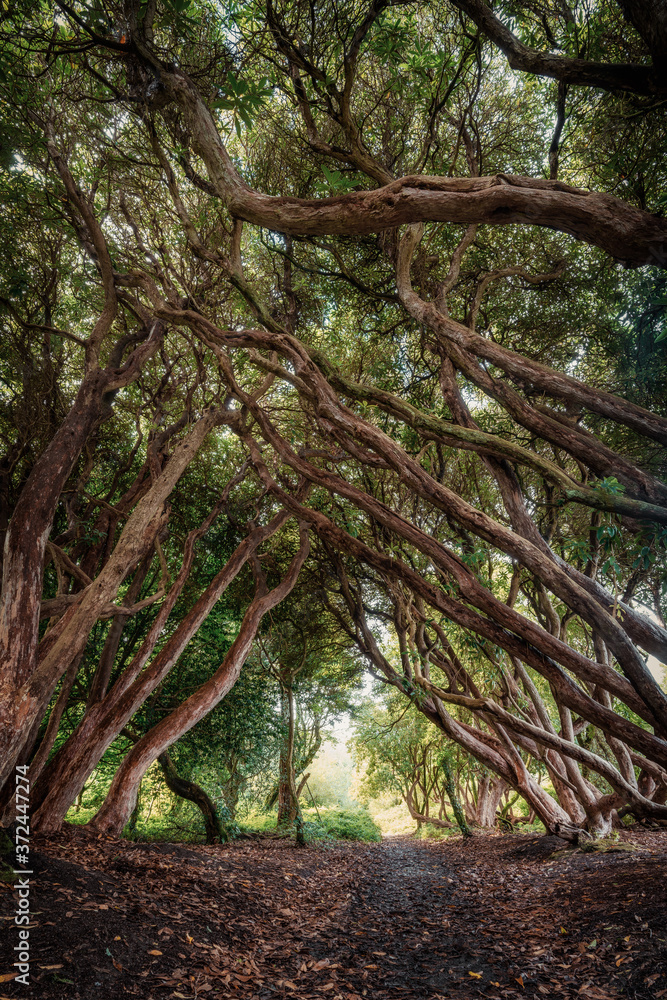 kings wood near pentewan in cornwall uk kings wood near pentewan in cornwall uk