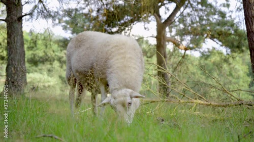 Wide shot of a single undocked white merino sheep grazing in a woodland area with pine trees in the background. photo