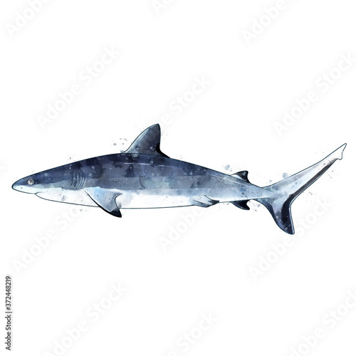 Gray Shark  watercolor isolated illustration of a fish.