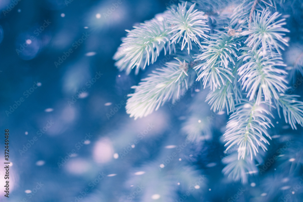Spruce tree and snow. Winter scene. Christmas blue background. Copy space for your text