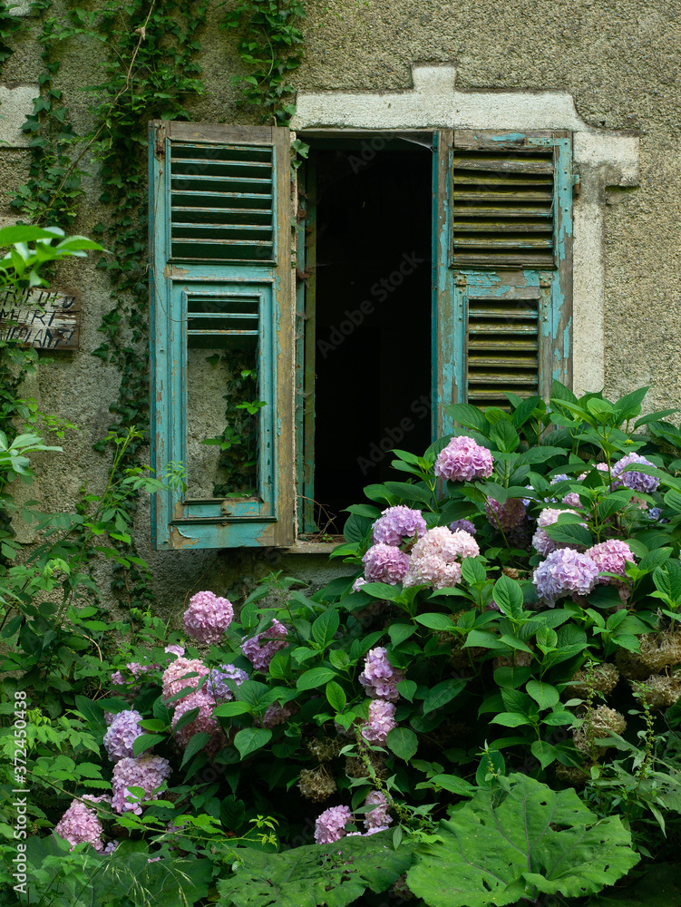 abandoned house broken window with pink hydrangea flowers abandoned house broken window with pink hydrangea flowers