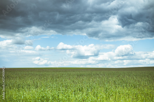 Countryside Rural Field Landscape With Young Wheat Sprouts In Spring Cloudy Day. Agricultural Field. Young Wheat Shoots. Panorama