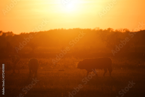 Cows on pasture at sunset backlight