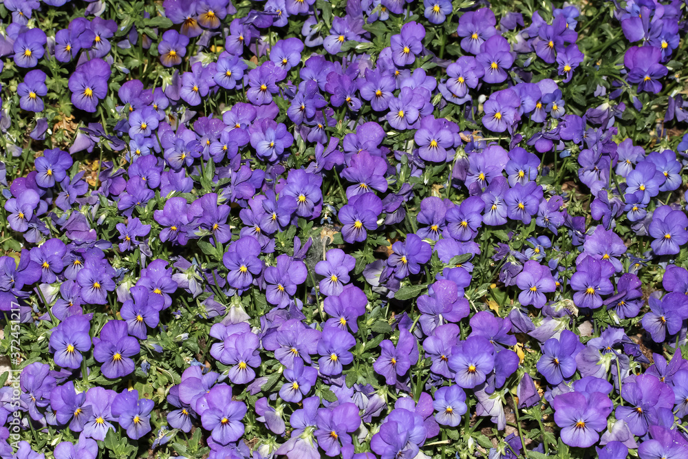 Obraz premium Kleine blaue Blüten des Stiefmütterchens, Hornveilchens, Viola wittrockiane