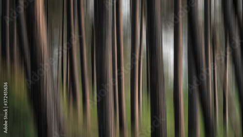 abstract striped background forest 