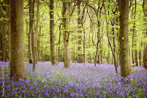 Quadro su tela Bluebell woods in bloom, Guildford, Surrey, England