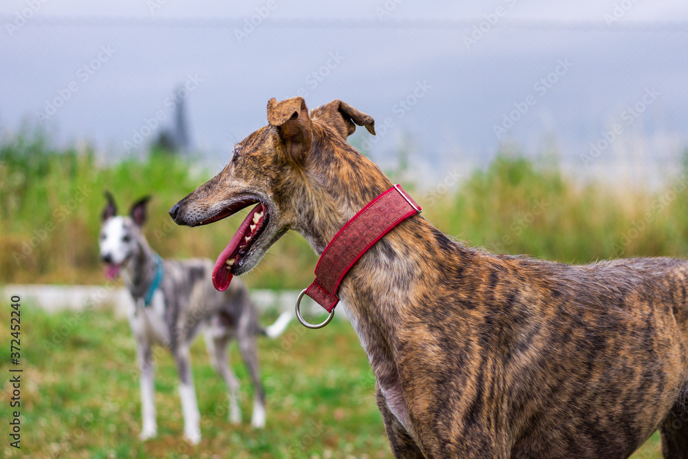 Dogs in garden. Spanish galgo and whippet outdoors. Greyhound purebred dog outdoors Dogs in garden. Spanish galgo and whippet outdoors. Greyhound purebred dog outdoors