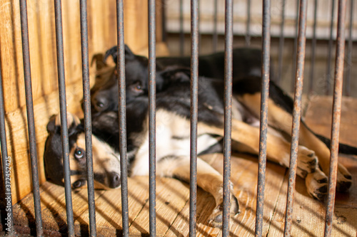 The dog lies in a cage in an animal shelter, it has an unhappy appearance © Roman Akimov