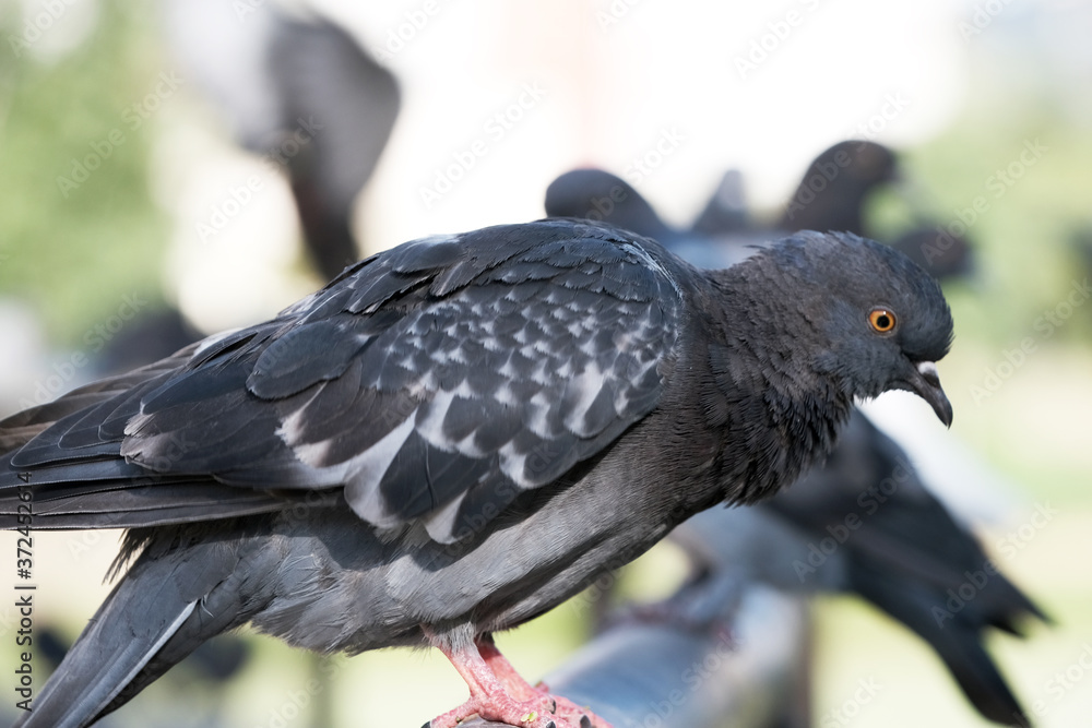 Naklejka premium Urban wild pigeons