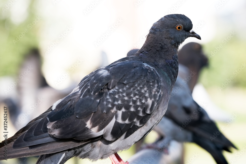 Fototapeta premium Urban wild pigeons