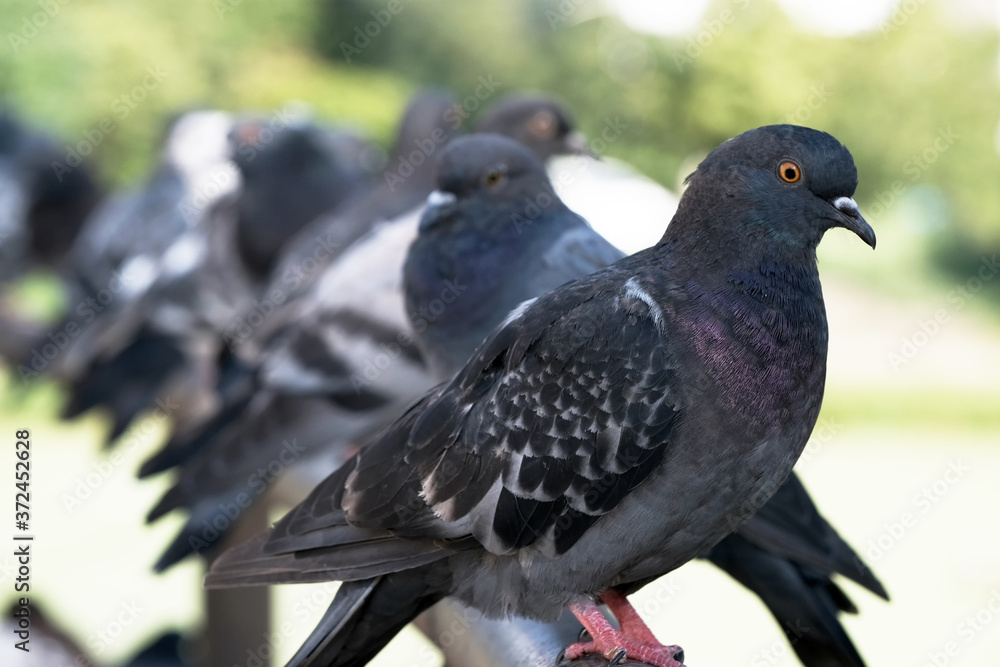 Obraz premium Urban wild pigeons