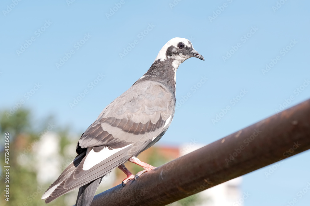 Fototapeta premium Urban wild pigeon