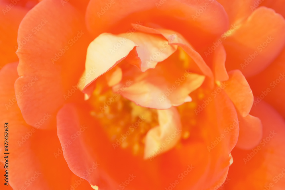 Abstract floral defocus background Abstract floral defocus background