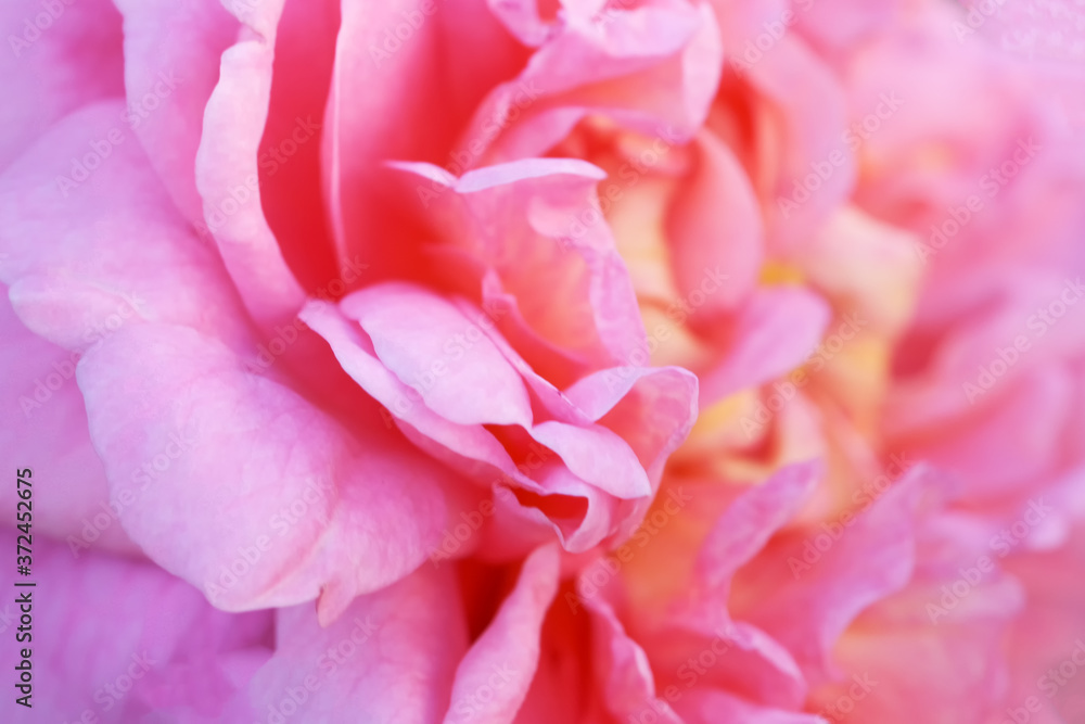 Abstract floral defocus background