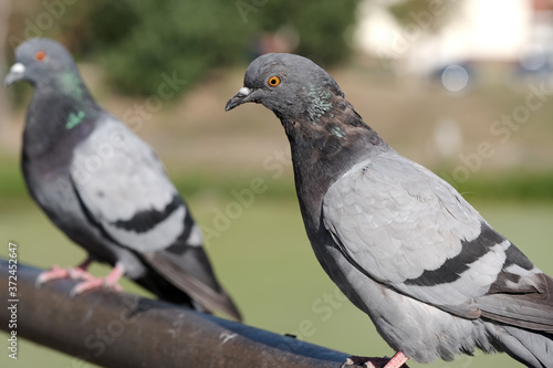 Urban wild pigeon