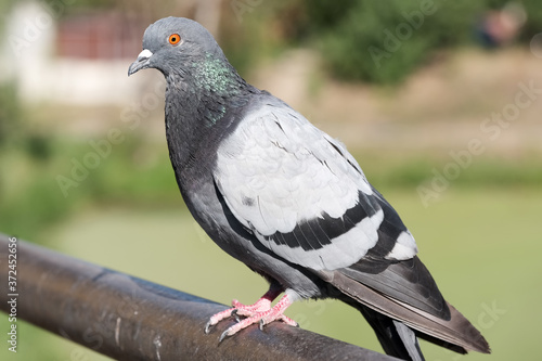 Urban wild pigeon