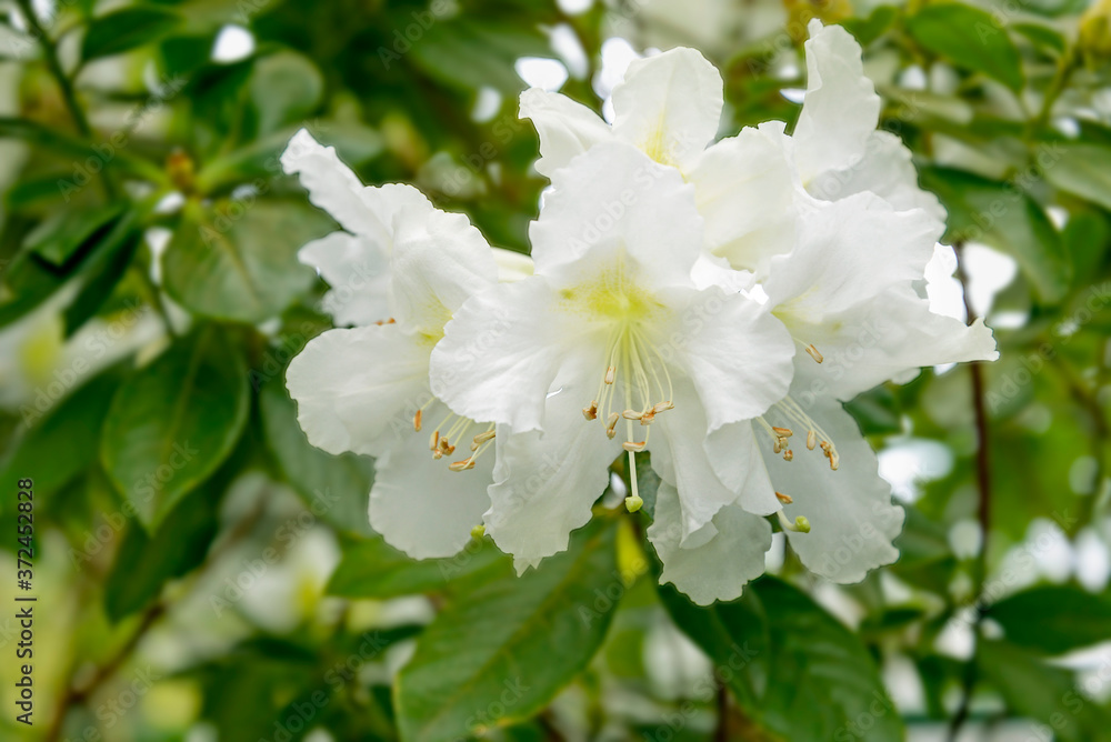 white rhododendron flowers in garden white rhododendron flowers in garden