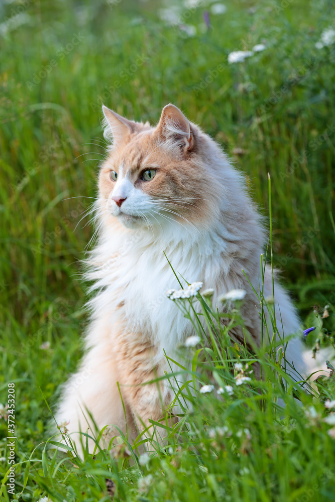 A norwegian forest cat male sitting on a meadow scoping his environment