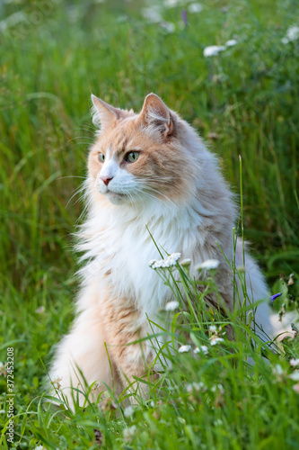 A norwegian forest cat male sitting on a meadow scoping his environment