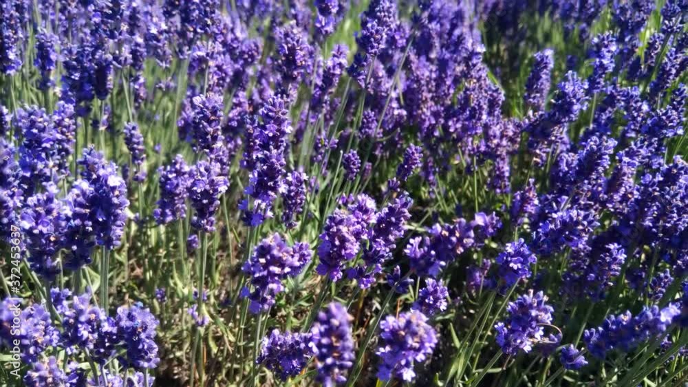 Close-up beautiful blooming lavender flowers sway in the wind. Honeybee working on lavender flowers. Close-up beautiful blooming lavender flowers sway in the wind. Honeybee working on lavender flowers.