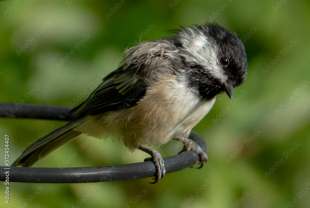 Naklejka premium Chickadee Song Bird