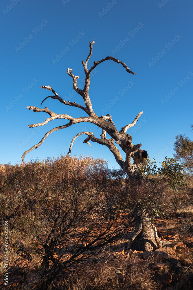 Dry tree surrounded by bush and local vegetation at Kings Canyon, Watarrka national park, Northern Territory NT, Australia. Vertical picture Dry tree surrounded by bush and local vegetation at Kings Canyon, Watarrka national park, Northern Territory NT, Australia. Vertical picture