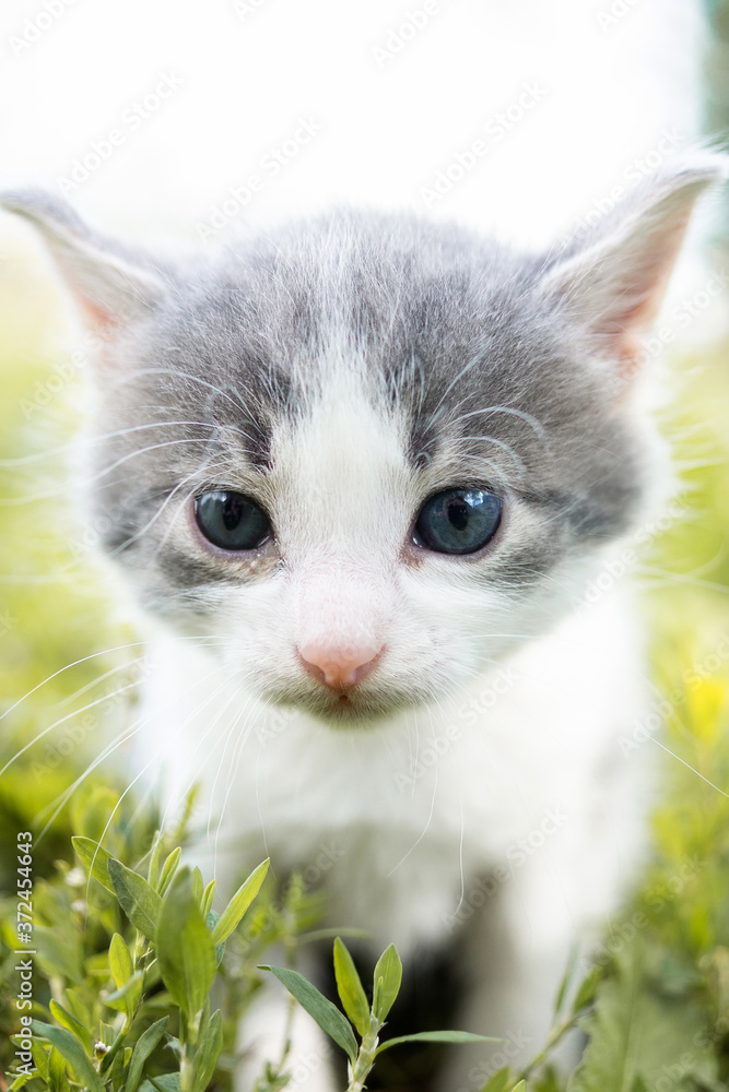kitten on the grass.