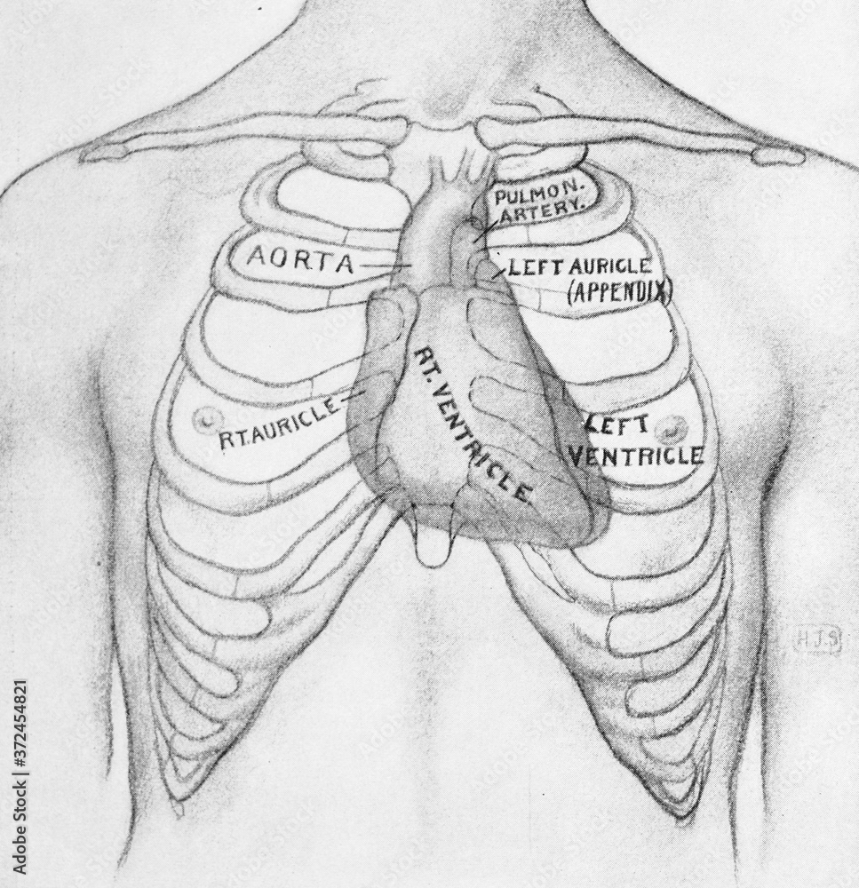 rib-cage-and-structure-of-heart-in-the-old-book-physical-diagnosis-by