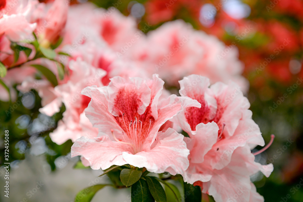 pink and white azalea bush pink and white azalea bush
