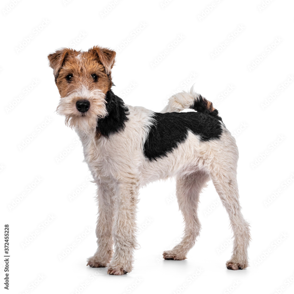 Cute Fox Terrier dog pup standing facing front. Looking at camera with curious dark eyes. Isolated on white background.