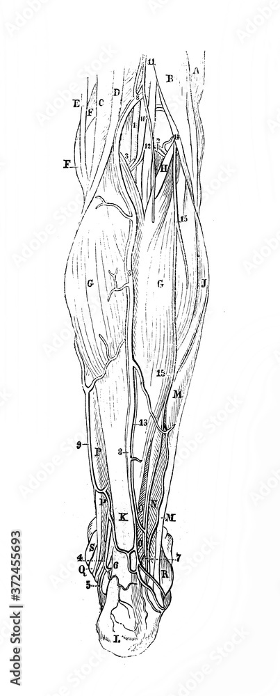Muscles and veins of the leg from the back in the old book Surgery Atlas by Dr. Greb, St. Petersburg, 1869 Muscles and veins of the leg from the back in the old book Surgery Atlas by Dr. Greb, St. Petersburg, 1869