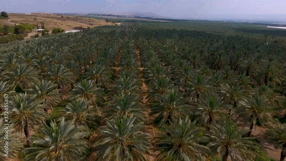 Aerial photography of Date trees in the Jordan Valley, Israel Aerial photography of Date trees in the Jordan Valley, Israel