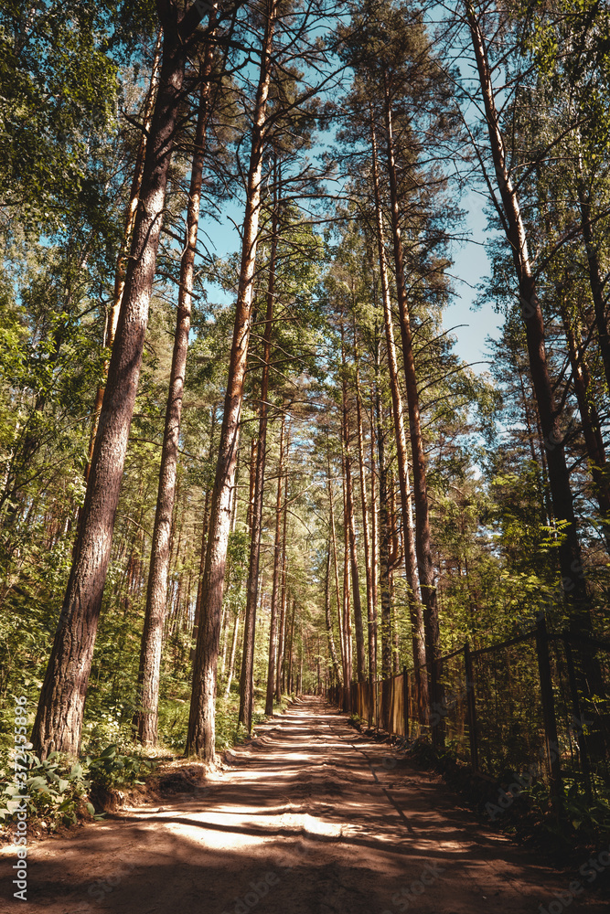 Fototapeta premium pine forest, blue sky, sunny summer day