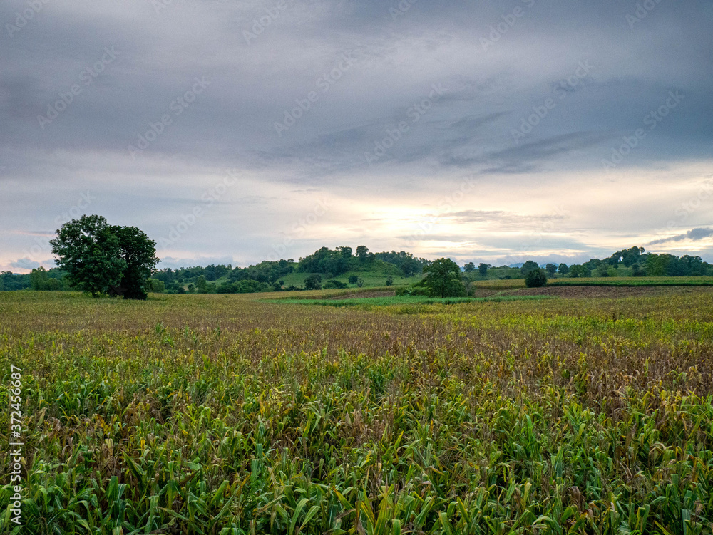 Morning atmosphere after rain of sugarcane plantation Morning atmosphere after rain of sugarcane plantation