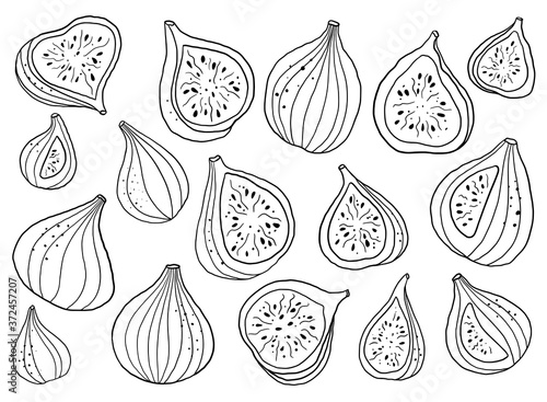 Hand drawn vector figs illustration. Isolated black linework figs clipart. Fig elements set. Graphic figs.