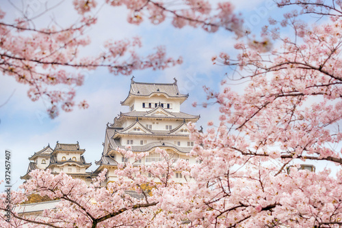 Himeji castle with sakura cherry blossom season