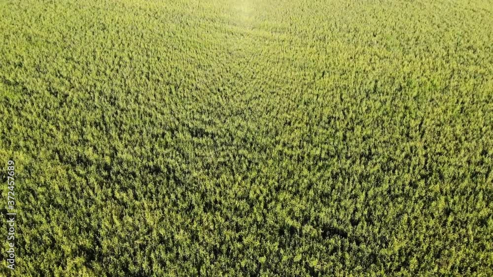 Oat green field landscape. Summer oat field in sunny day. Green agricultural field. Grain growing on summer meadow. Aerial view oat field green. Aerial agriculture harvest. Top down shot. Oat green field landscape. Summer oat field in sunny day. Green agricultural field. Grain growing on summer meadow. Aerial view oat field green. Aerial agriculture harvest. Top down shot.