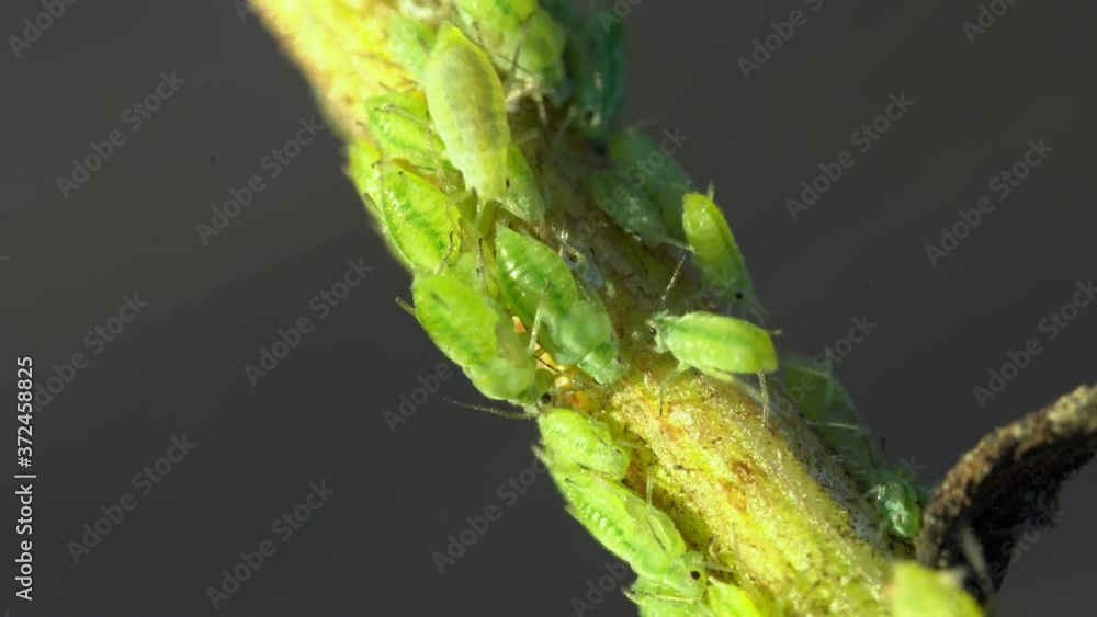 Macro shot of green Aphids on the stem. Aphidoidea. Macro shot of green Aphids on the stem. Aphidoidea.