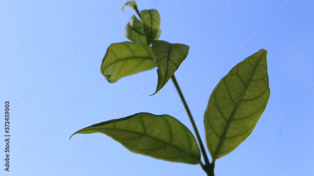 Naklejka premium green leaves on blue sky background