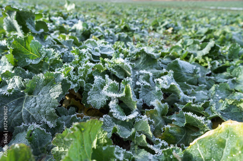 Ice and frost on canola leaves. Rapeseed field after harvest.