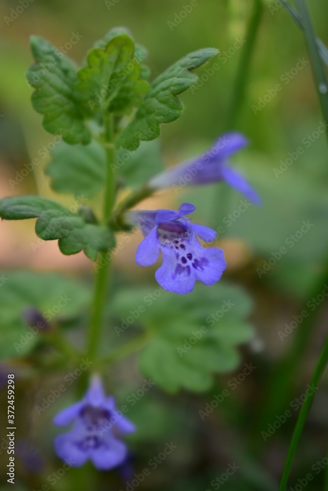 glechoma hederacea medicinal purple plant in spring season glechoma hederacea medicinal purple plant in spring season
