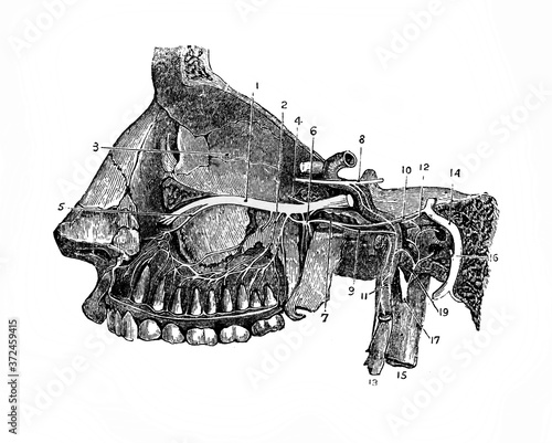 Nasal cavity in the old book Human phisiology by H. Chapman, Philadelphia, 1887