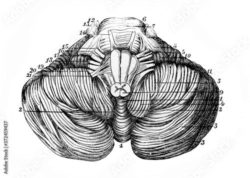 Fotografie Interior surface of the cerebellum in the old book Human phisiology by H