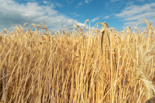 Scenic landscape of ripegolden organic wheat stalk field against blue sky on bright sunny summer day. Cereal crop harvest growth background. Agricultural agribuisness business concept