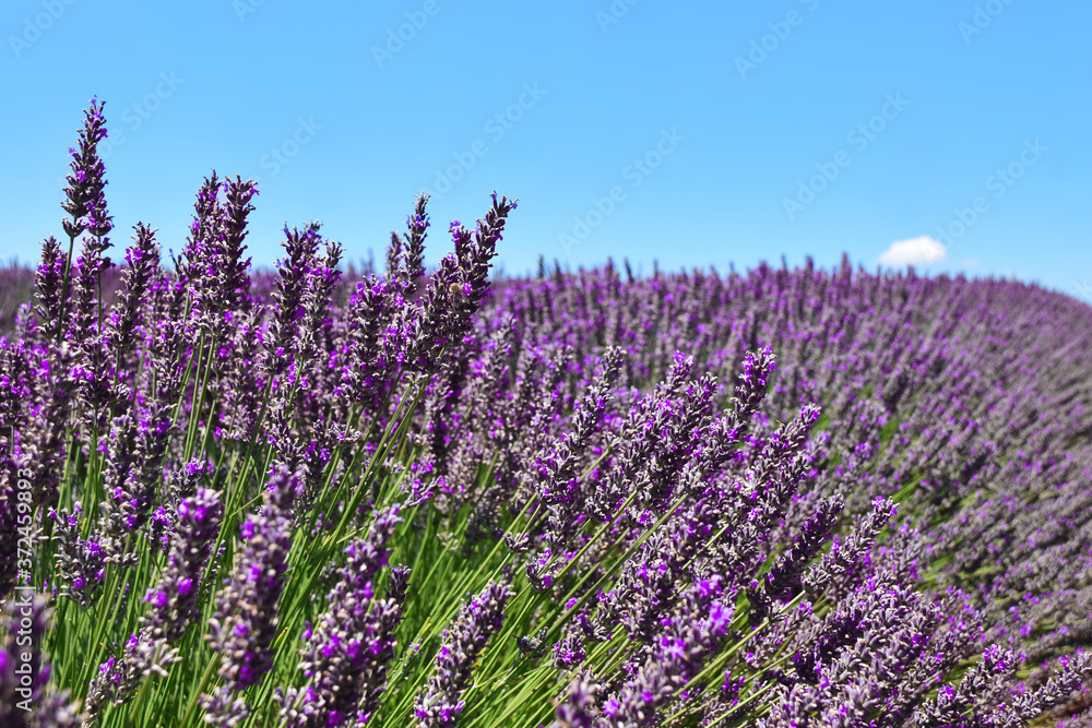 Close-up field of blooming lavender on a clear day. Provence, France