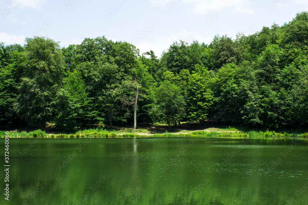 green lake in the forest