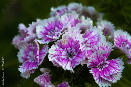 The bloom of a beautiful pink Sweet William with many flowers.