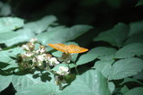 papillon tabac d'Espagne dans sous bois